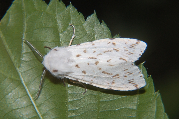 Spilosoma .... ID